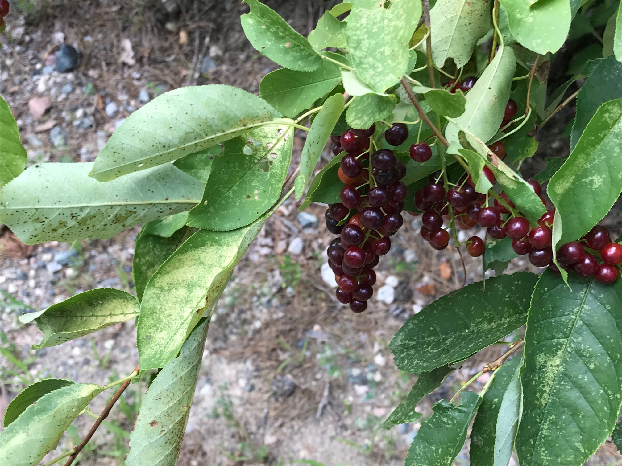 Black chokecherry