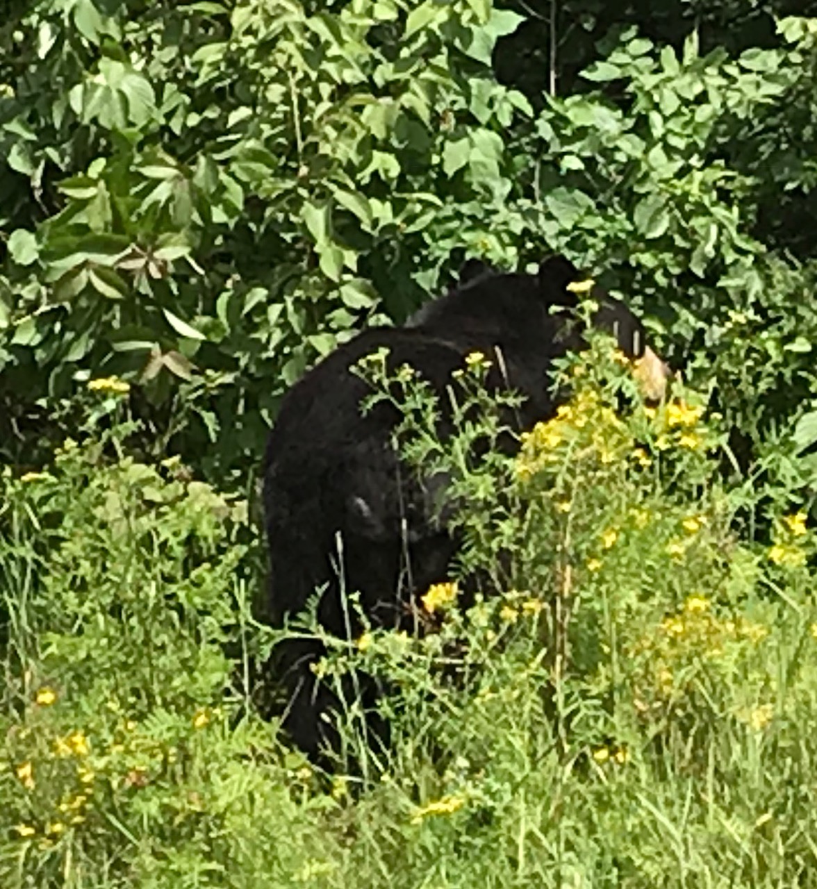 Lucky eating sarsaparilla