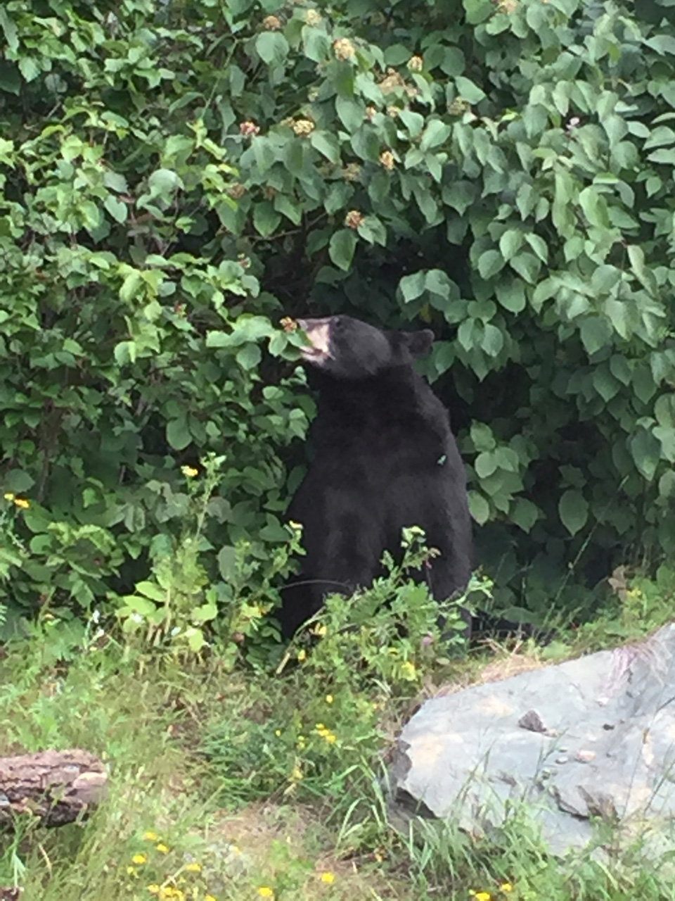 Tasha sniffing hazelnuts