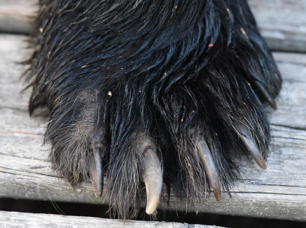 Jacks left front foot