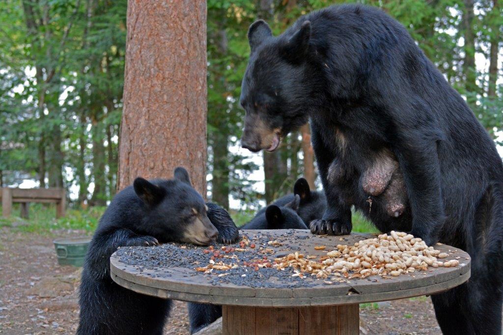 RC and cubs by Linda Pottinger