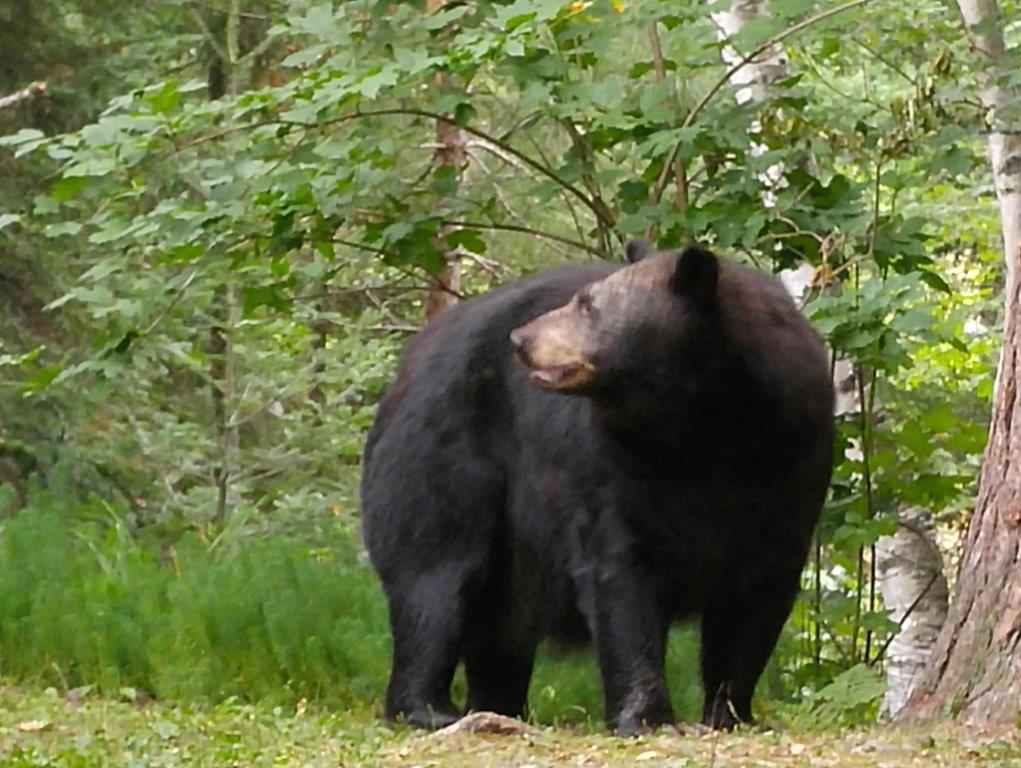 Shadow by Pam Gordon