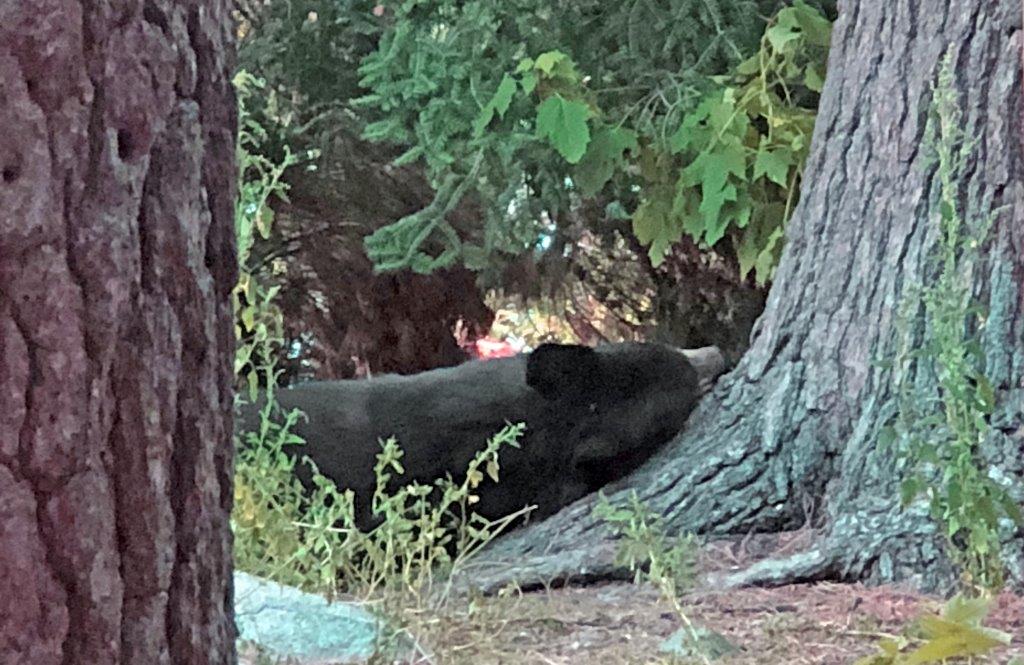 Spanky sleeping - by L. Kennedy