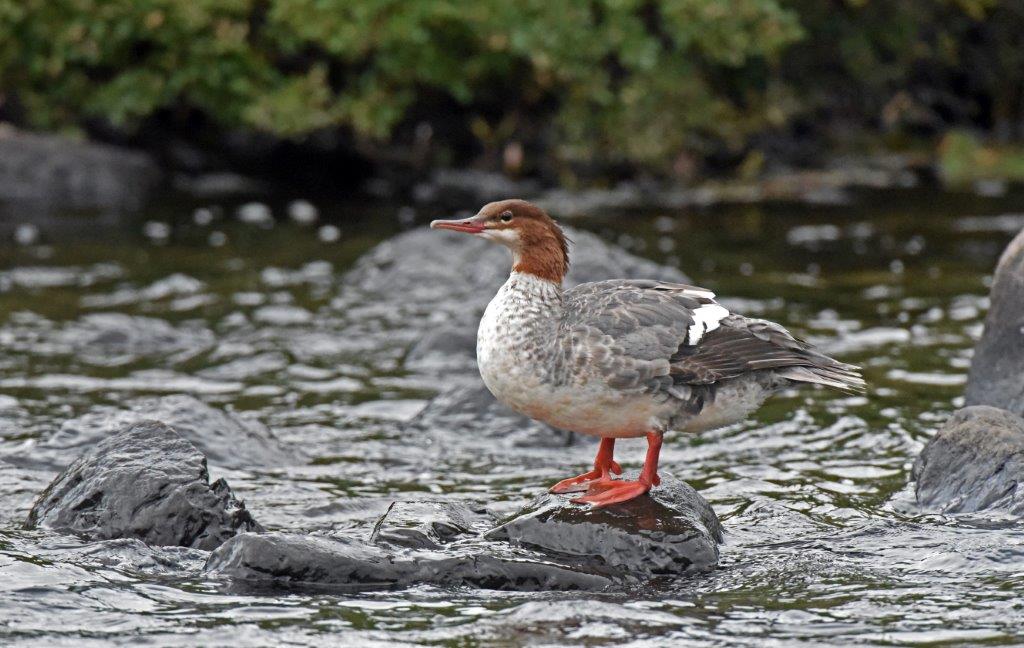 Common merganser