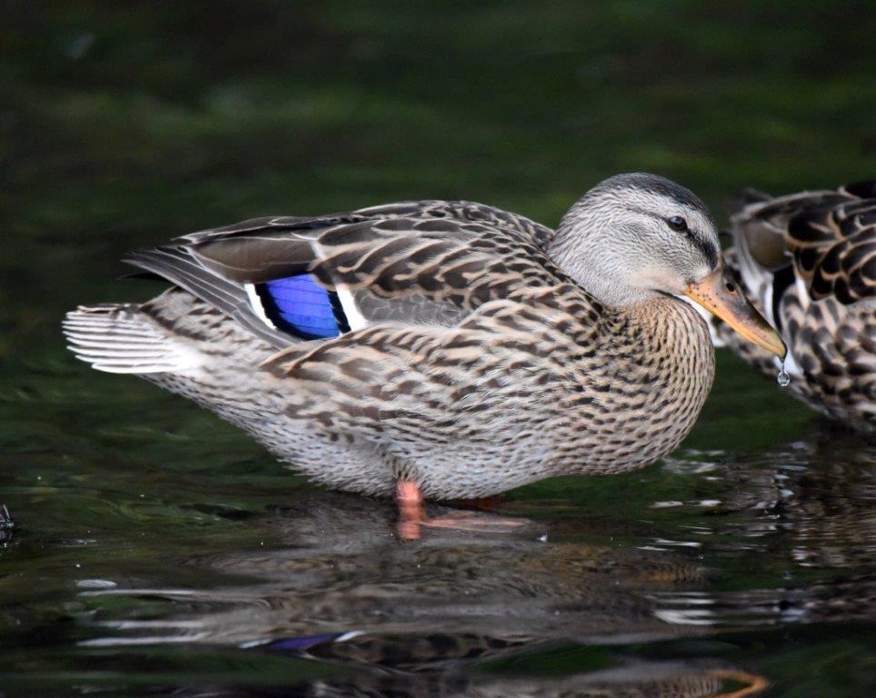 Mallard female