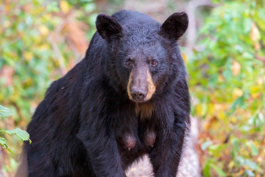 Kimani by M. Roskoski