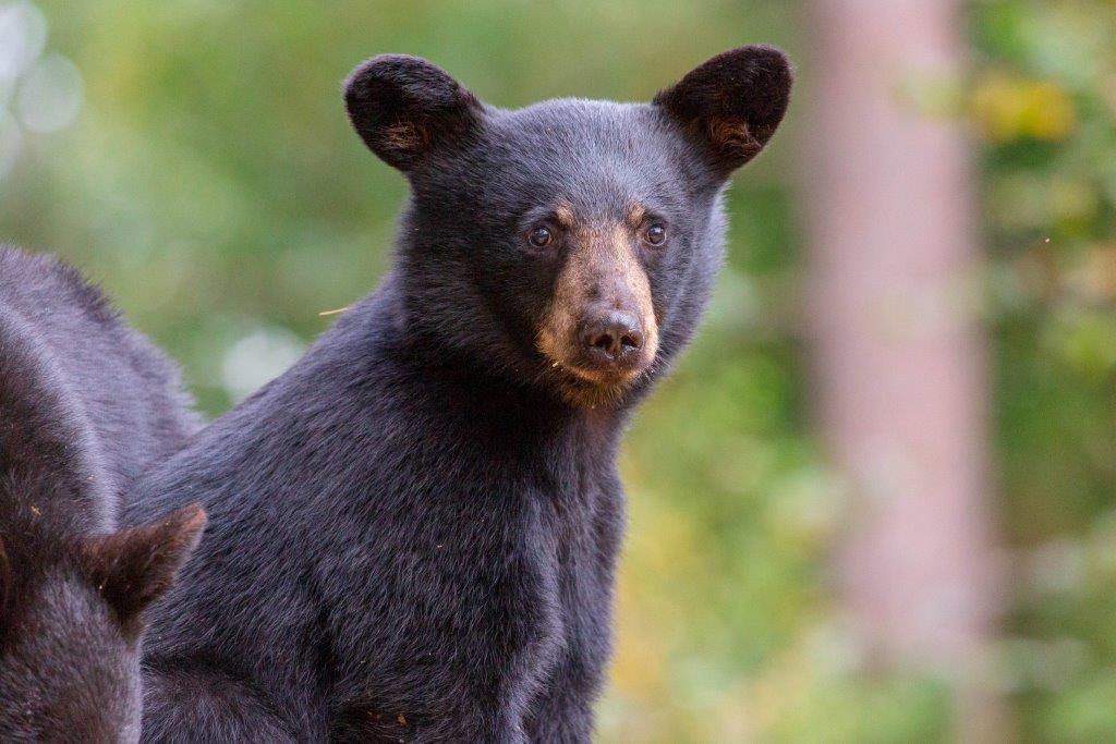 Kimanis cub by M. Roskoski