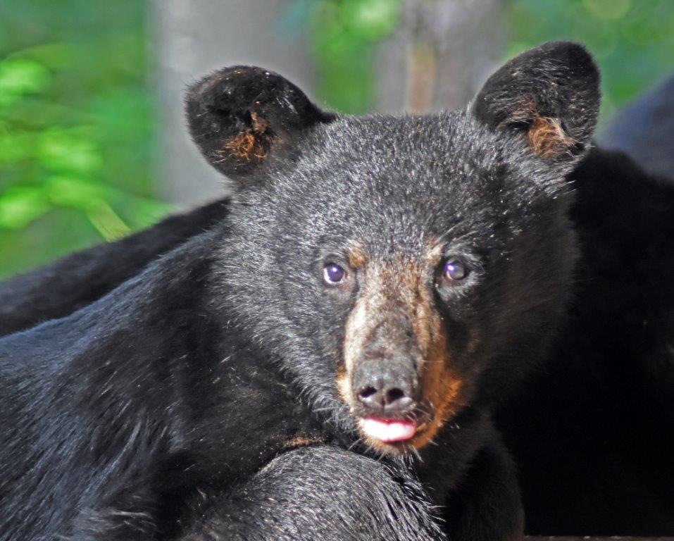 Kimani's cub by D.Isaacs