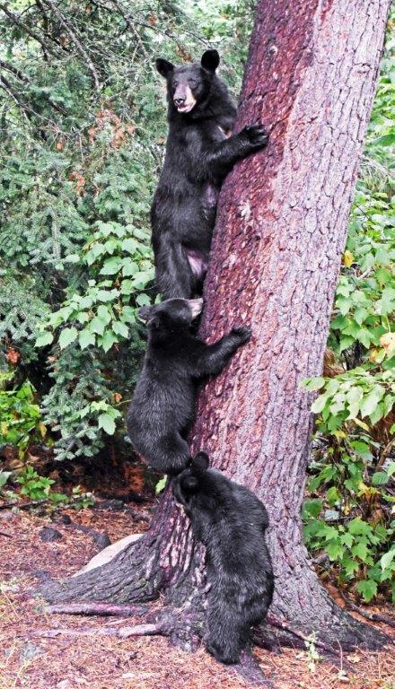Kimani and her two cubs