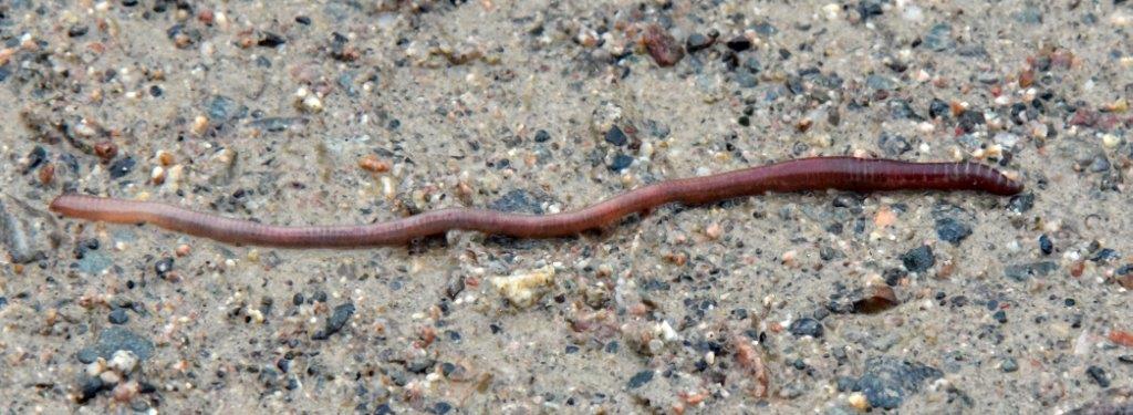 Earthworm