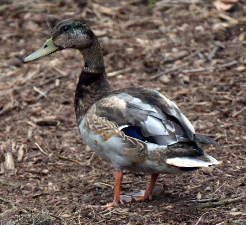 Mallard Drake