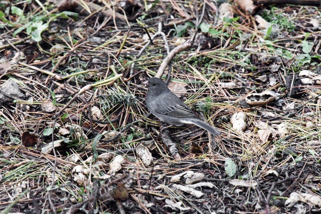 Dark-eyed junco