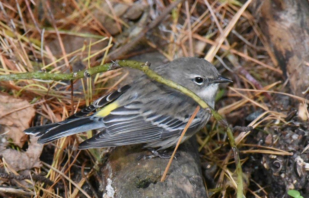 Yellow rumped warbler