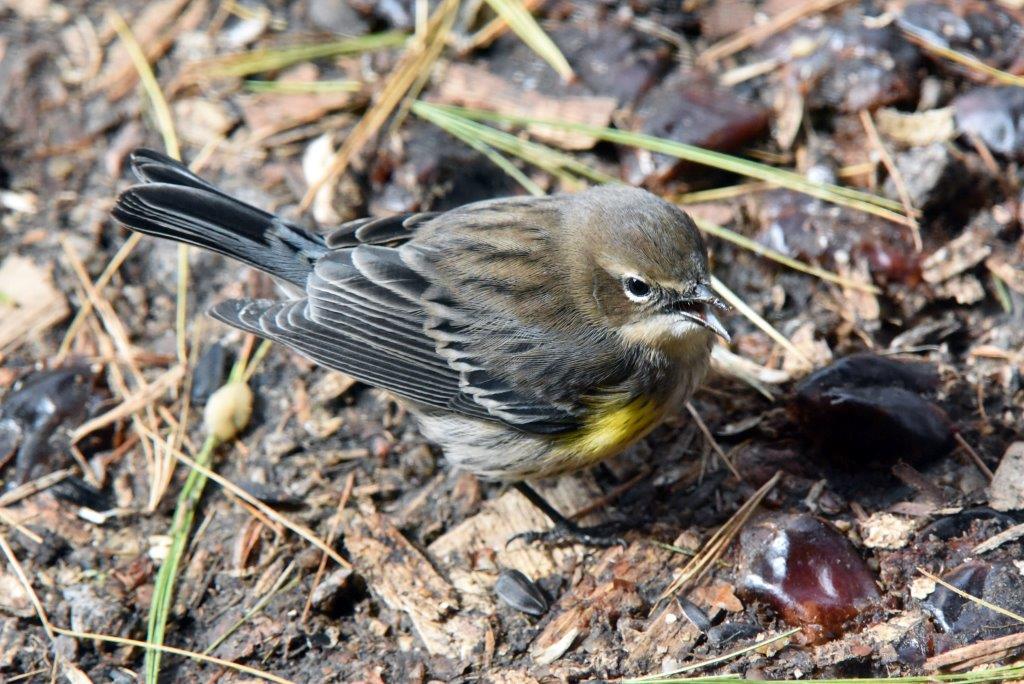 Yellow-rumped warbler