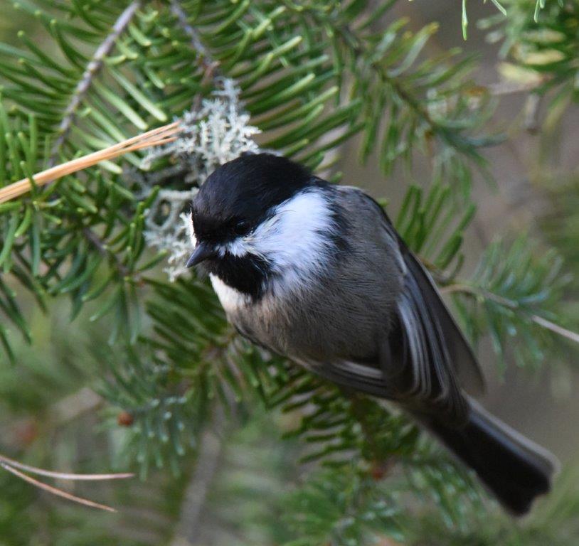 20181002 Chickadee 1