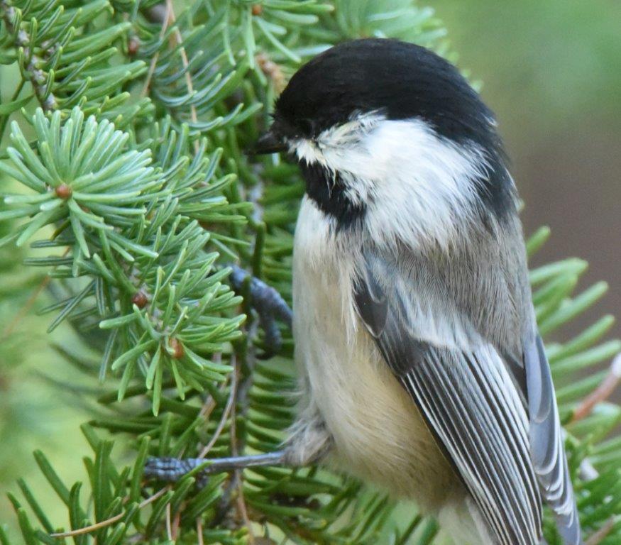 Chickadee plucking bug