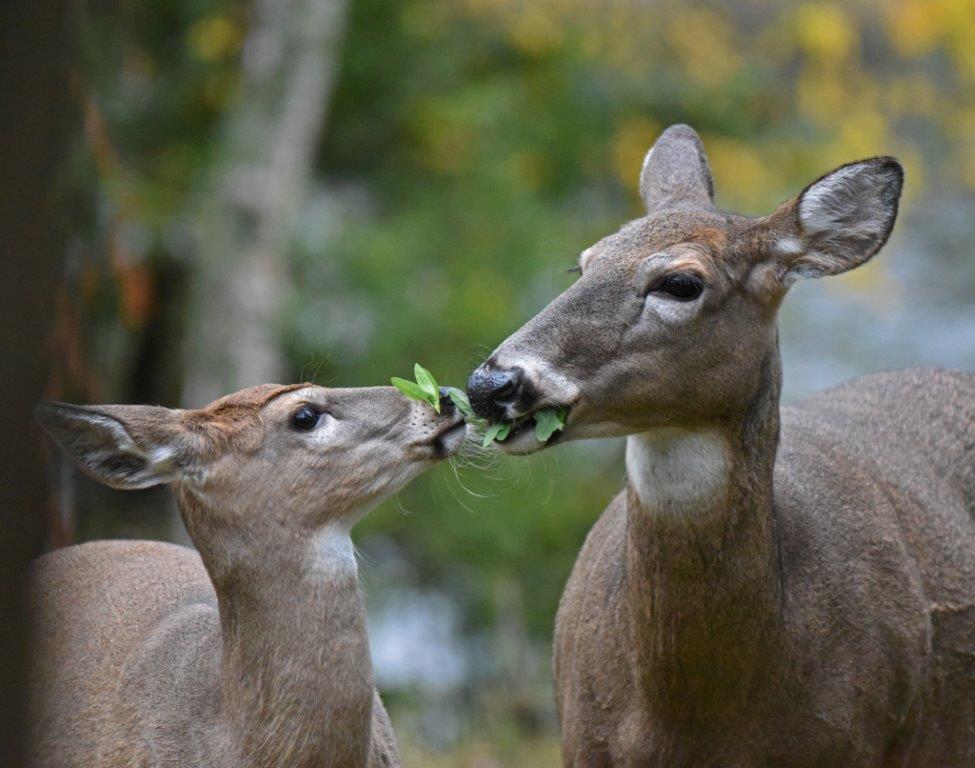 Doe and fawn sharing