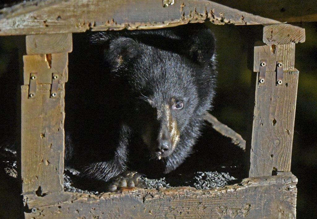 20181005 Kimanis cub