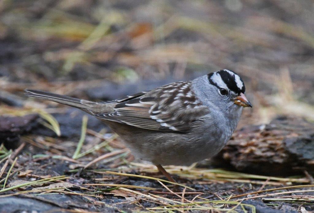 White crowned sparrow