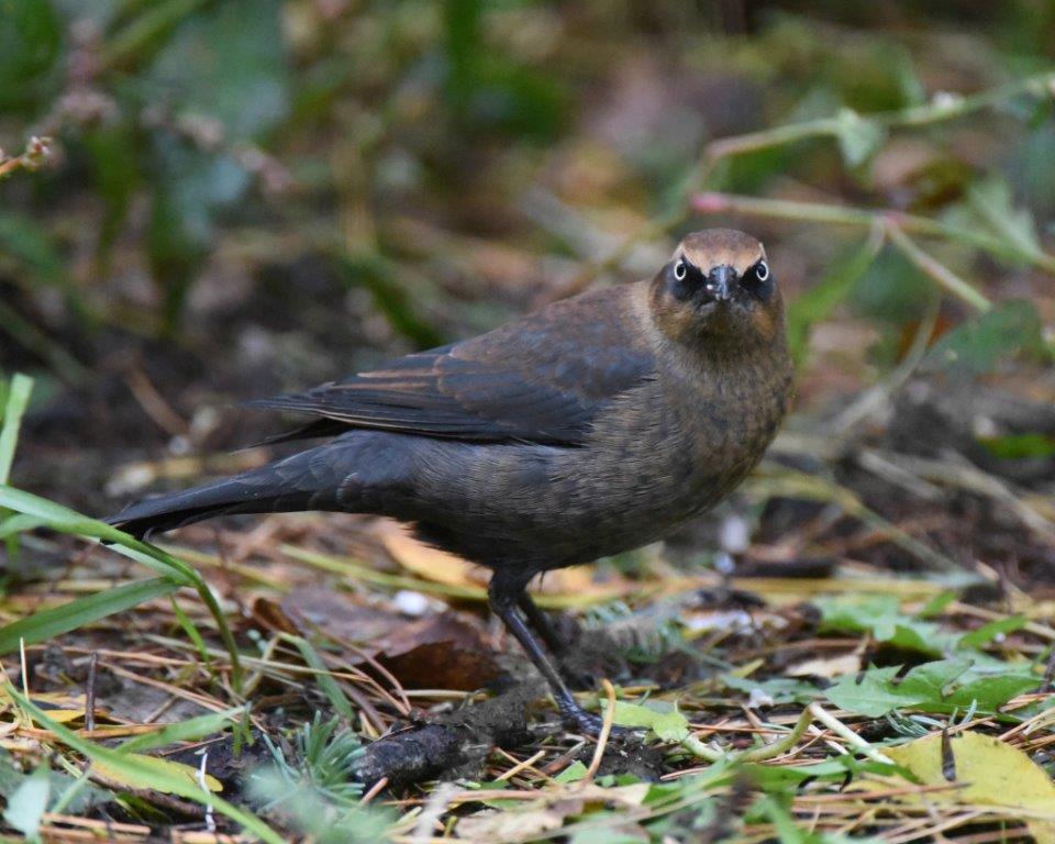 Rusty Blackbird