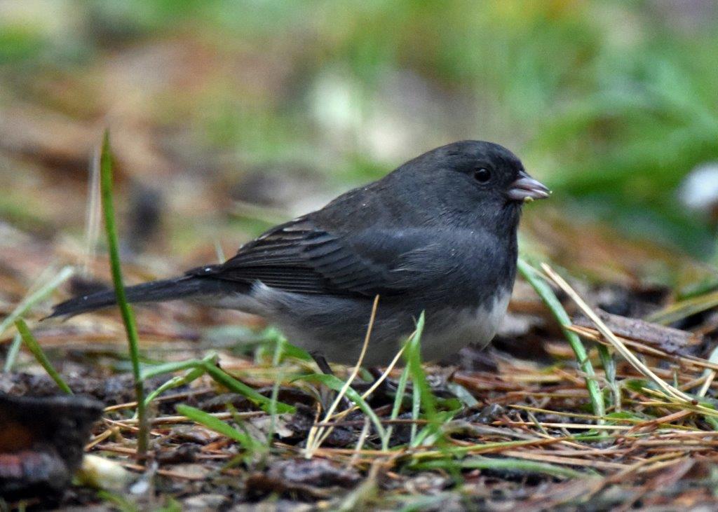 Dark eyed junco