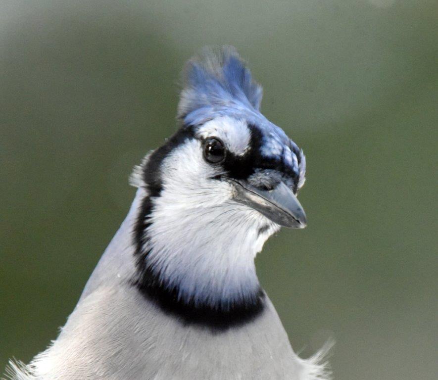 Blue jay