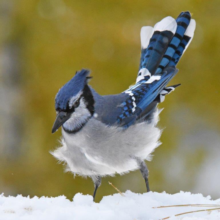 Blue jay