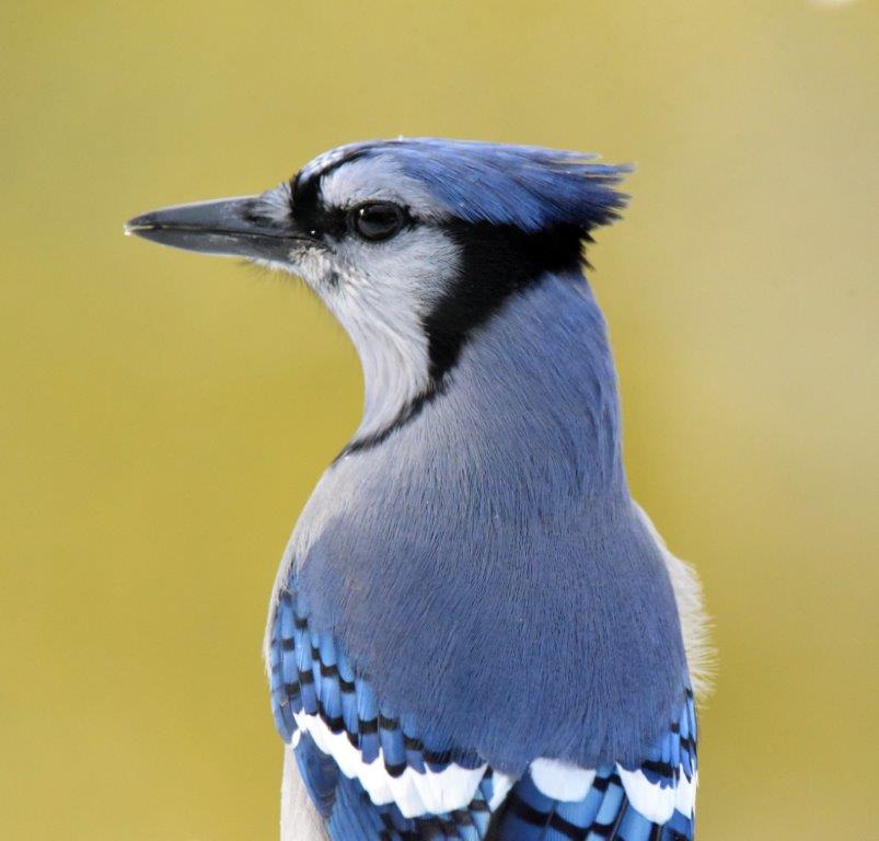 Blue Jay