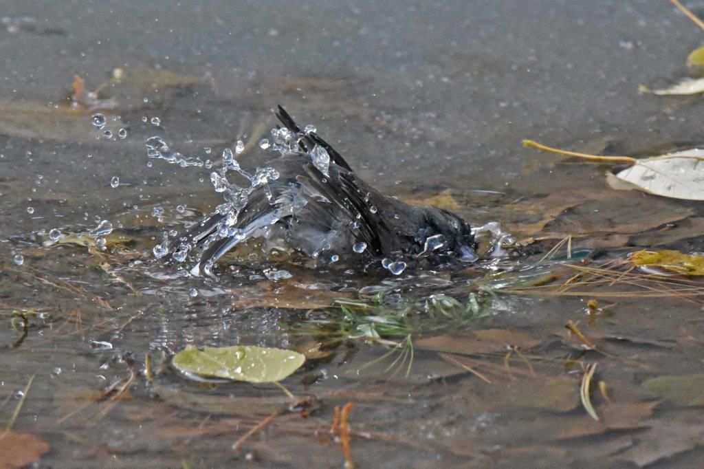 Dark eyed junco bathing