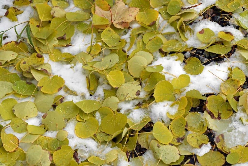 Quaking Aspen leaves fallen