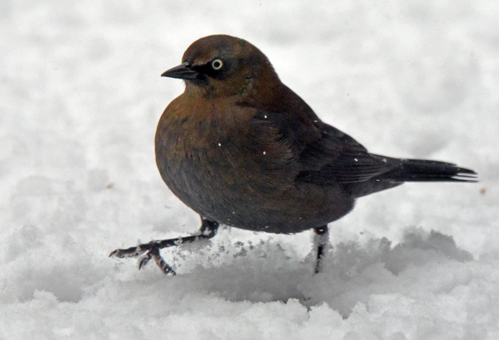 Rusty blackbird