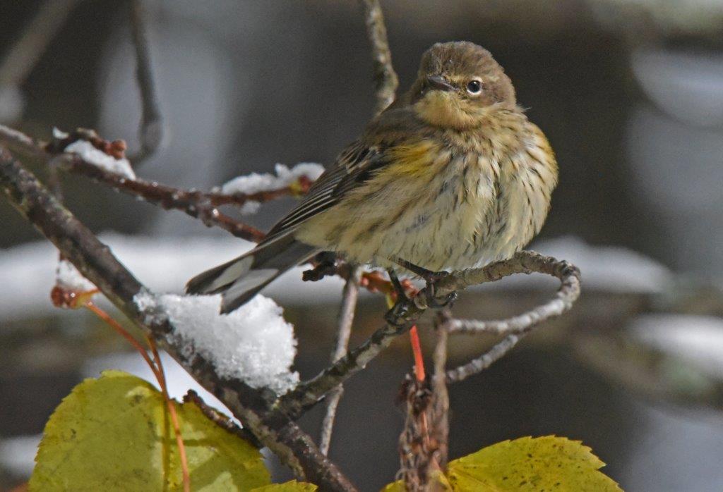Yellow-rumped warbler