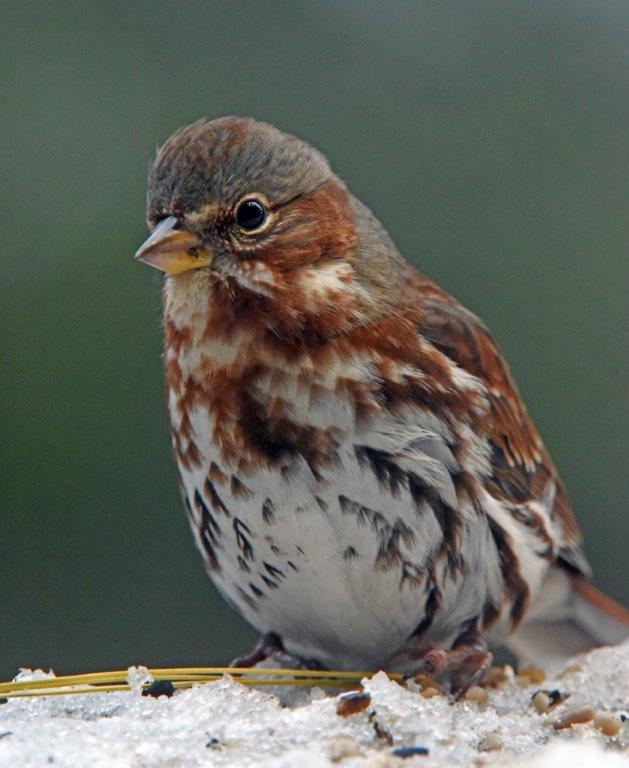 Fox sparrow