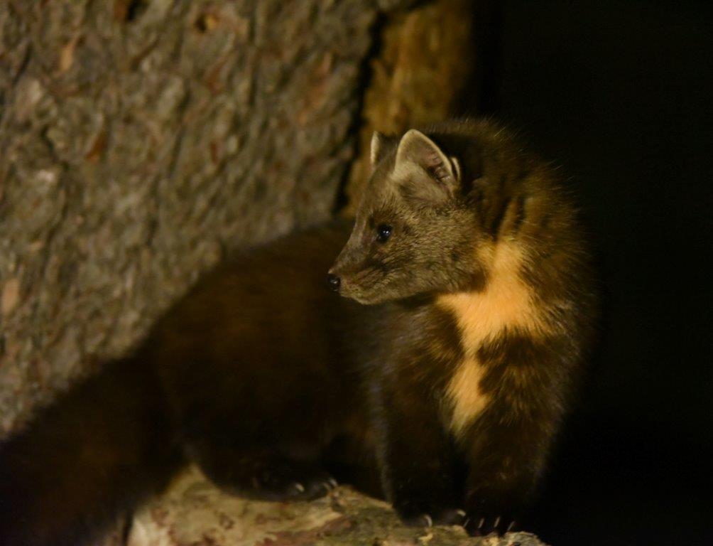 Pine Marten