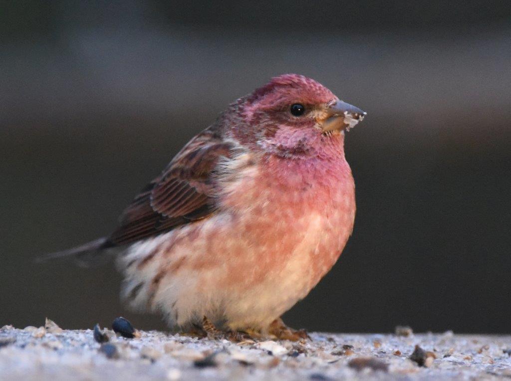 Purple finch