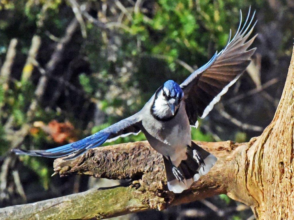 Blue Jay