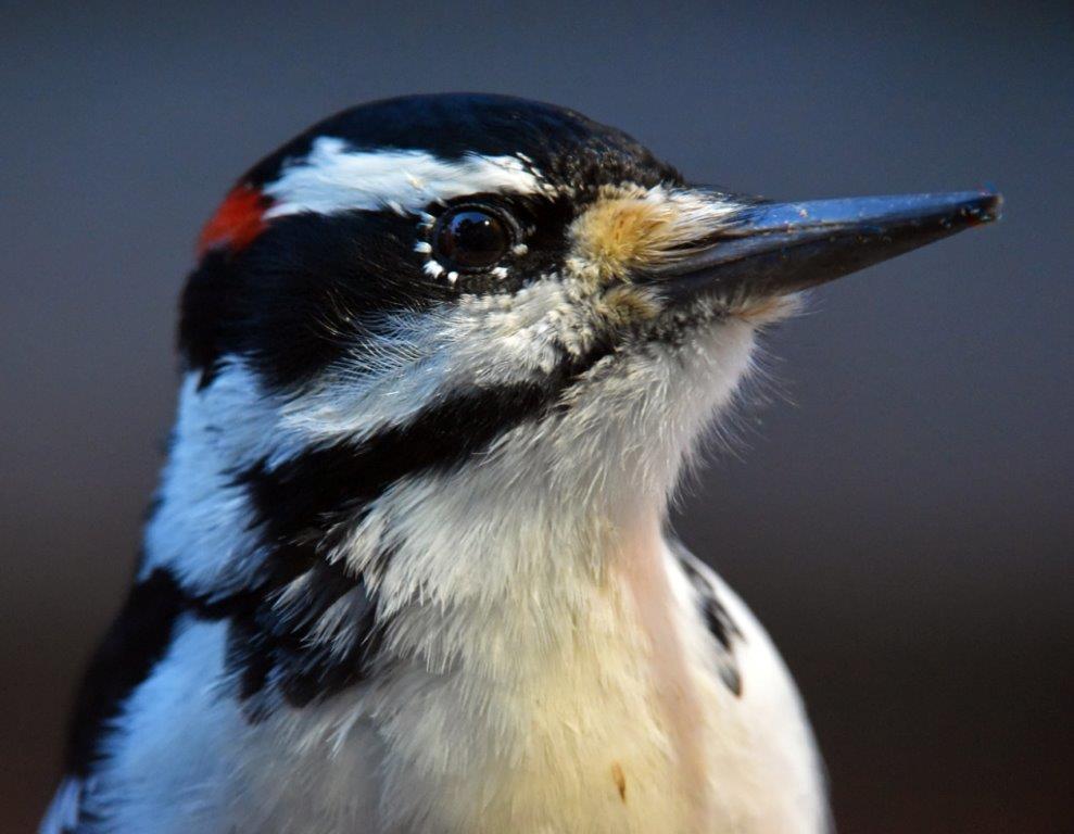 Hairy woodpecker