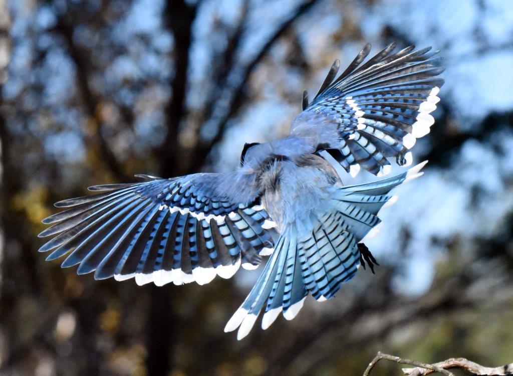 Blue jay