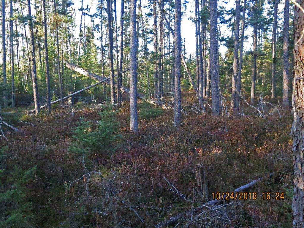 Black Spruce Swamp 10-24