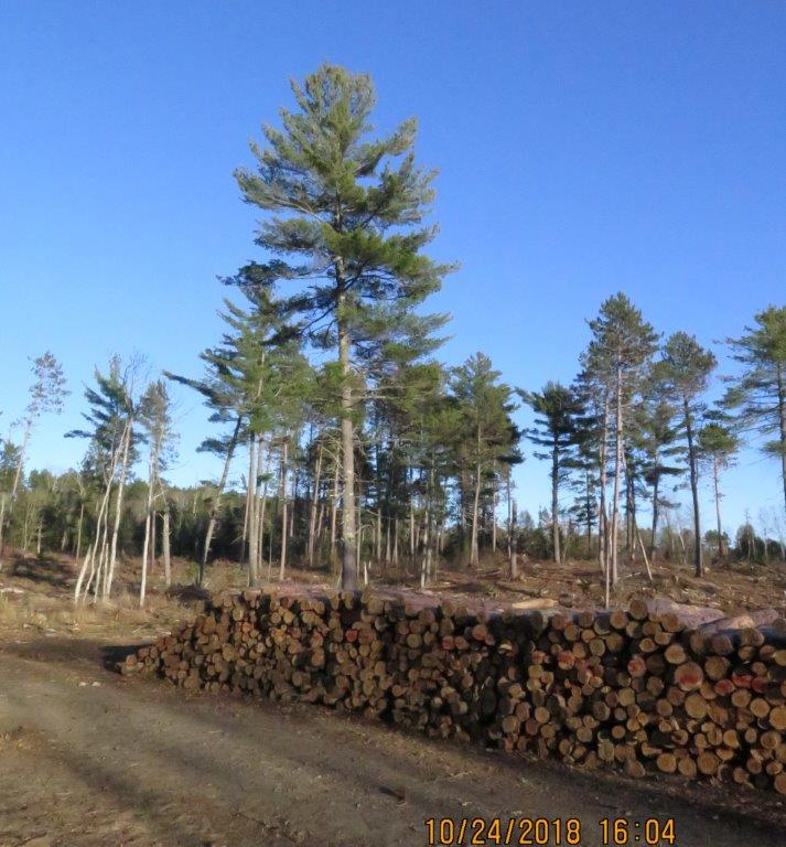 Clear cut with white and red pines standing