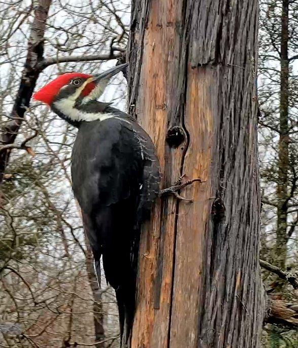 Pileated male woodpecker on the Pat Tree at NABC