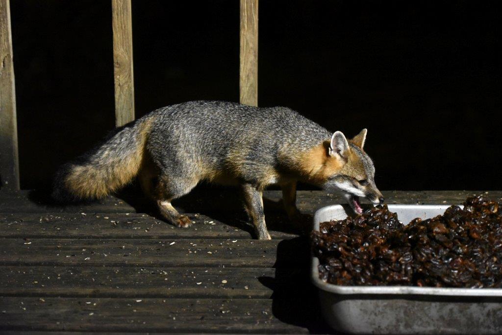 Gray Fox