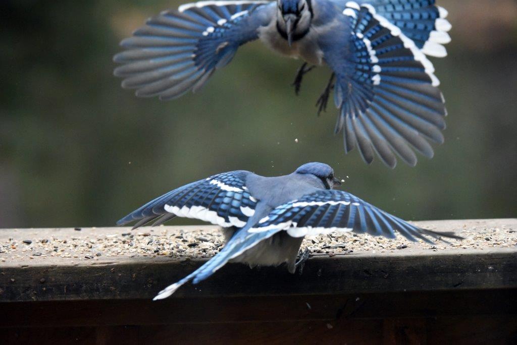 Blue jays