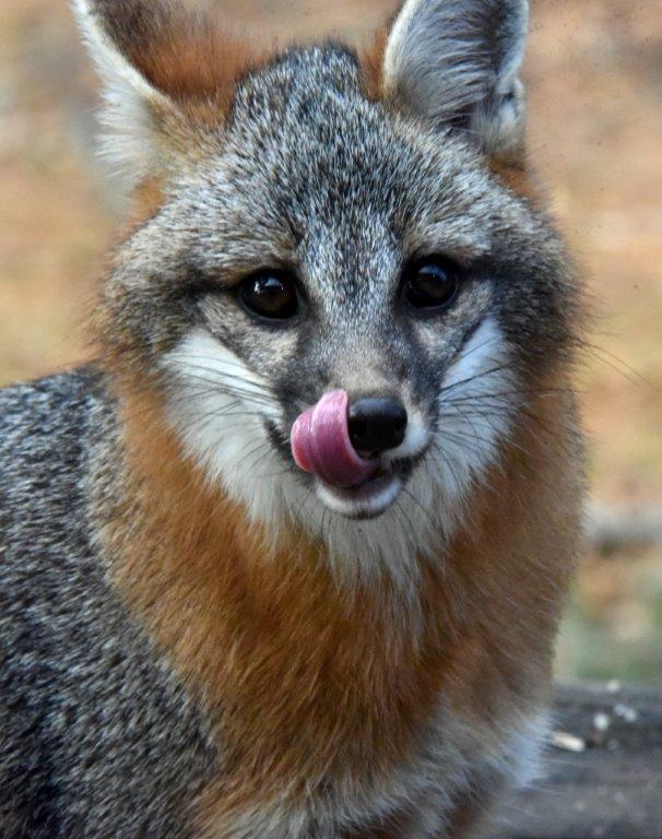 Gray fox