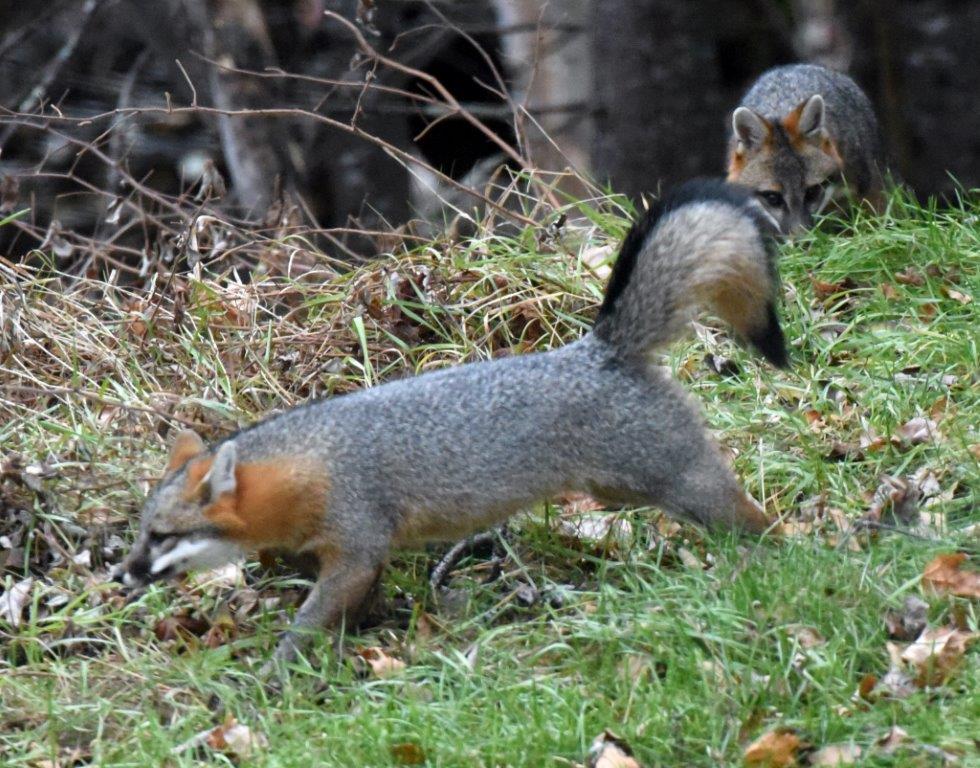 Gray fox arched tail
