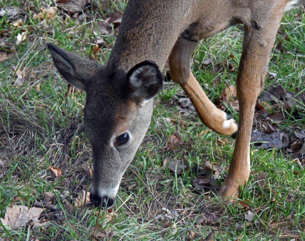 Deer eating grass