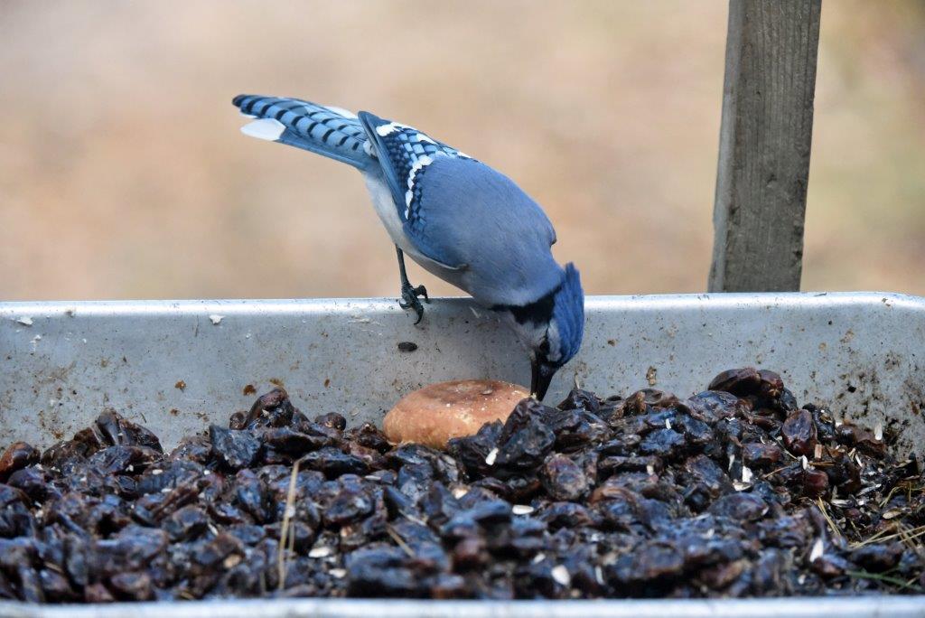 Blue Jay