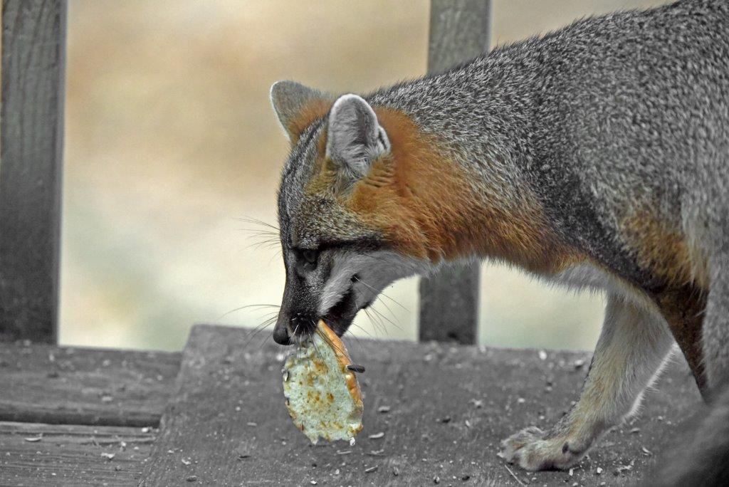 Gray Fox