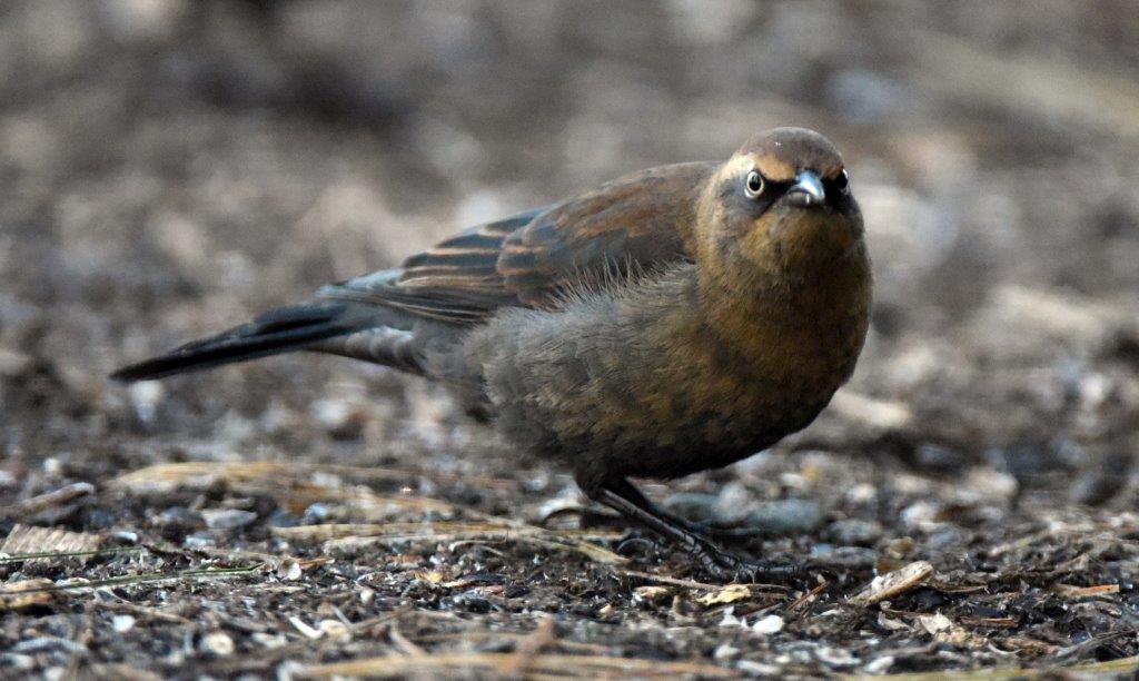 Rusty blackbird