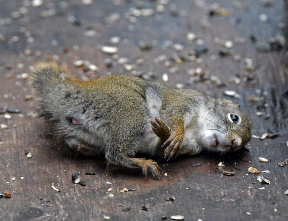 Wildlife at the NABC UPDATE November 5, 2018 The Wildlife Research